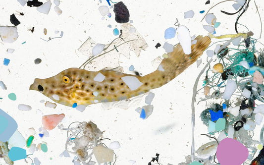 MICROPLASTICS: SMALL PLASTIC, BIG PROBLEM