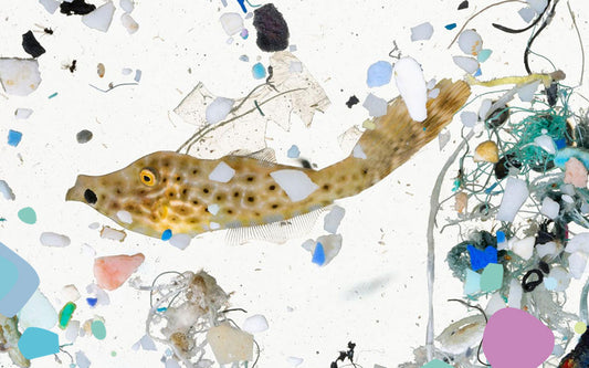 MICROPLASTICS: SMALL PLASTIC, BIG PROBLEM