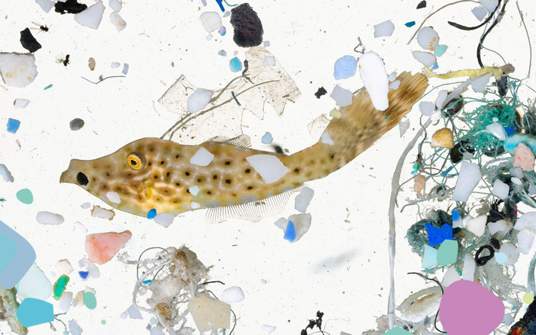 MICROPLASTICS: SMALL PLASTIC, BIG PROBLEM